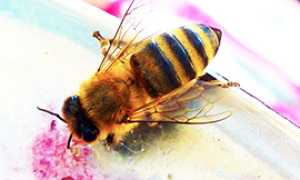 b vespa fiore