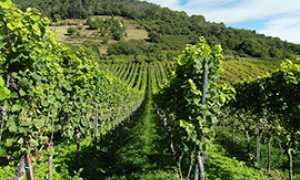 b vigneto vigna vendemmia