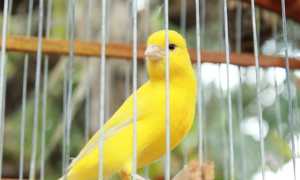 bird 5285011 640