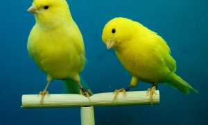 canaries 426273 640
