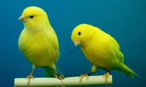 canaries g43bc1f0fd 640