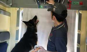 cane controllo treno