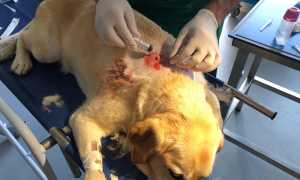 cane ferito veterinario ciu