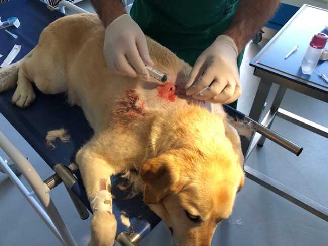 cane ferito veterinario ciu