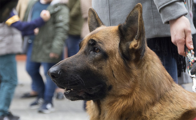 cane lupo guinzaglio