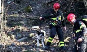 cane vigili fuoco