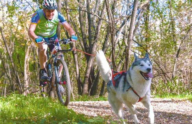canicross folini asky bici