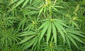 cannabis sativa