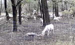 capre morte alluvione due