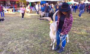 capre trasquera 16 sunei