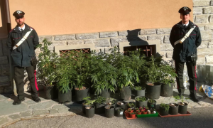 carabinieri piantine vasi marijuana