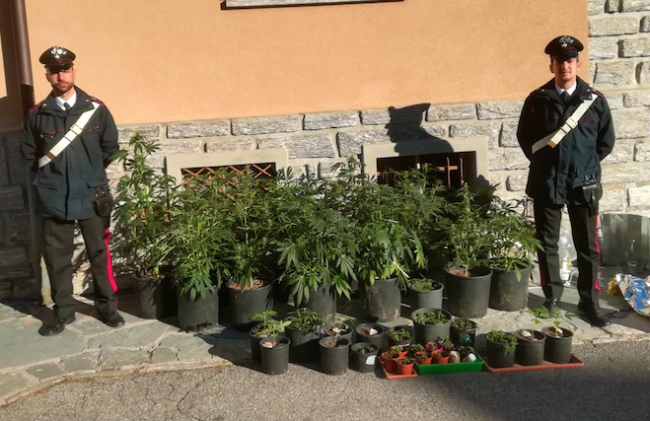 carabinieri piantine vasi marijuana