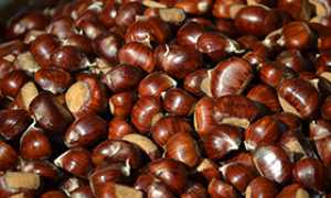 castagne sagra b