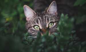 cat 6468024 640