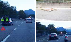 cerva superstrada ott 17