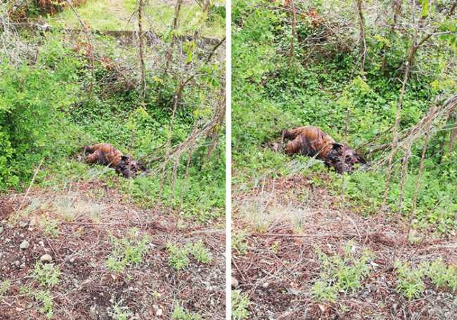 cervi travolti treno