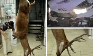 cervo appeso incidente