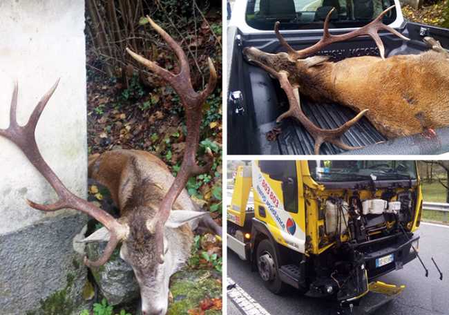 cervo furgone mix 18