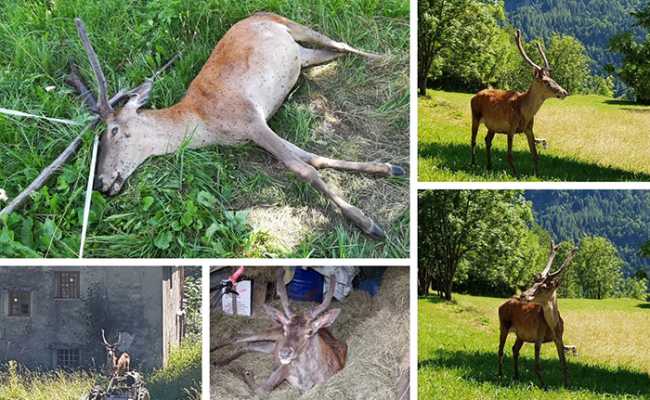 cervo gistavo morto mix