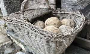 cesto simona silvestris