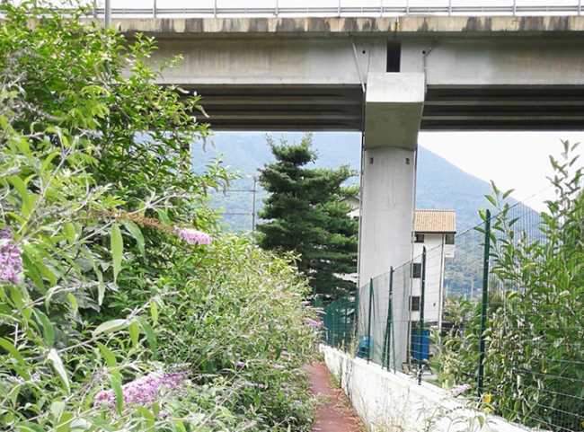 ciclabile domo infestata piante