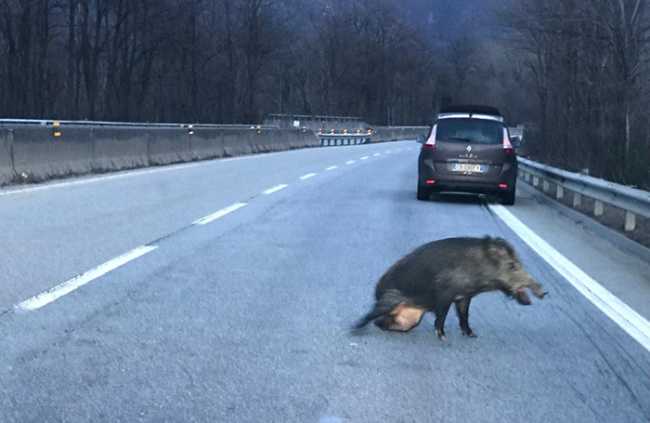 cinghiale ferito superstrada