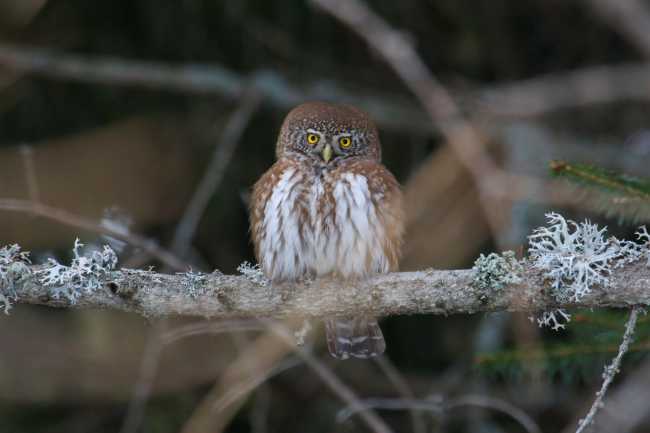 civetta nana1 foto di Radames BIONDA 3 1
