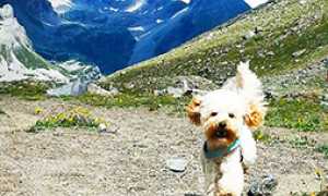 corta cane montagna