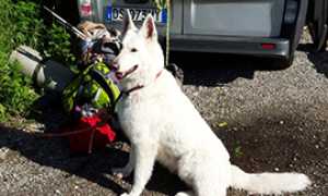 corta cane soccorso