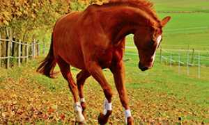 corta cavallo imbizzarrito