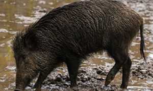 corta cinghiale