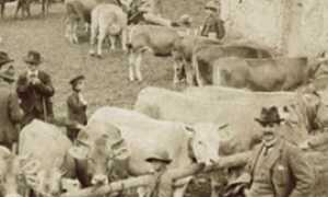 corta fiera vacche antica