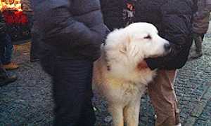 corta fripon cane mercatini vigezzo