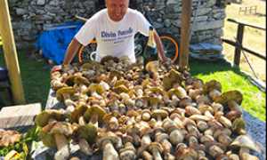 corta funghi sartoretti