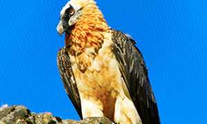 corta gipeto avvoltoio