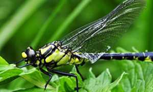 corta libellula