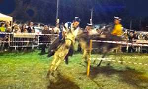 corta palio asini masera