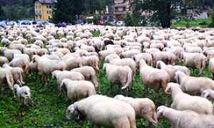 corta pecore premia migrar