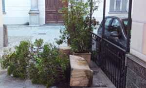 corta vasi sciolla vandali