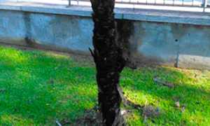 corto palma incendio premosello