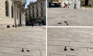 deiezioni cane cacca