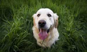 dog 1839808 640