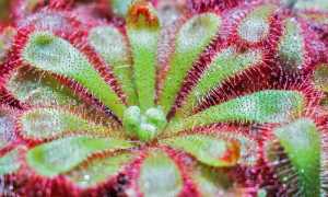 drosera