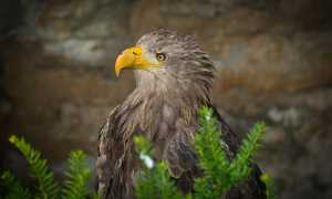 eagle 6507858 960 720