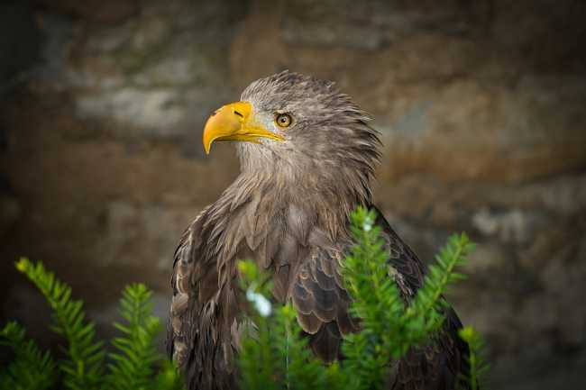 eagle 6507858 960 720