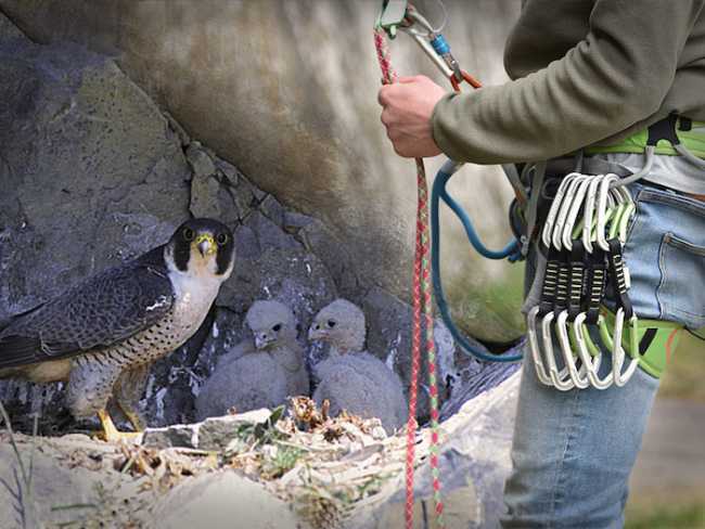 falco nido vaògrande