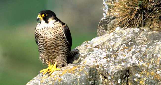 falco pellegrino copia