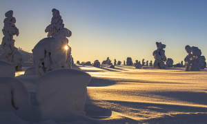 freddo ghiaccio alberi alba neve