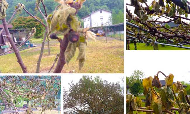 frutta alberi gelo mix