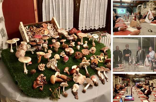 funghi accademia divin mix